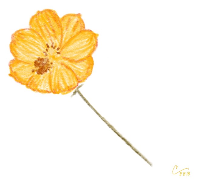 Sketch of a yellow orange cosmos flower