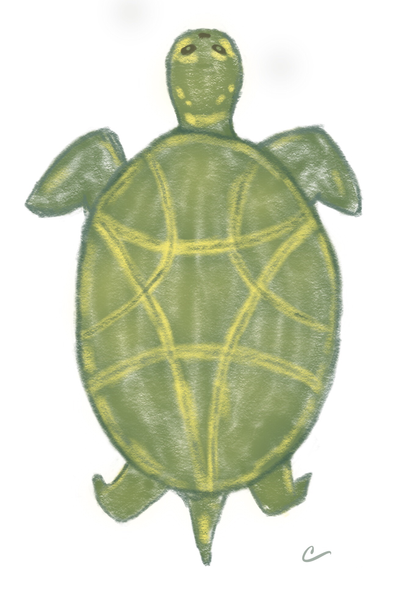Stylized sketch of a sea turtle