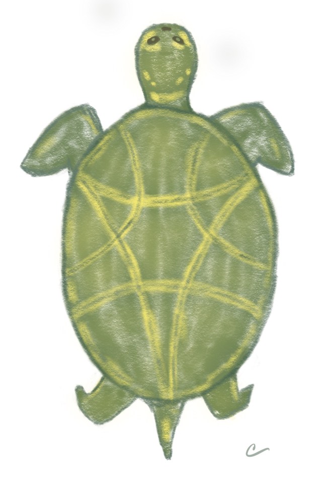 Stylized sketch of a sea turtle