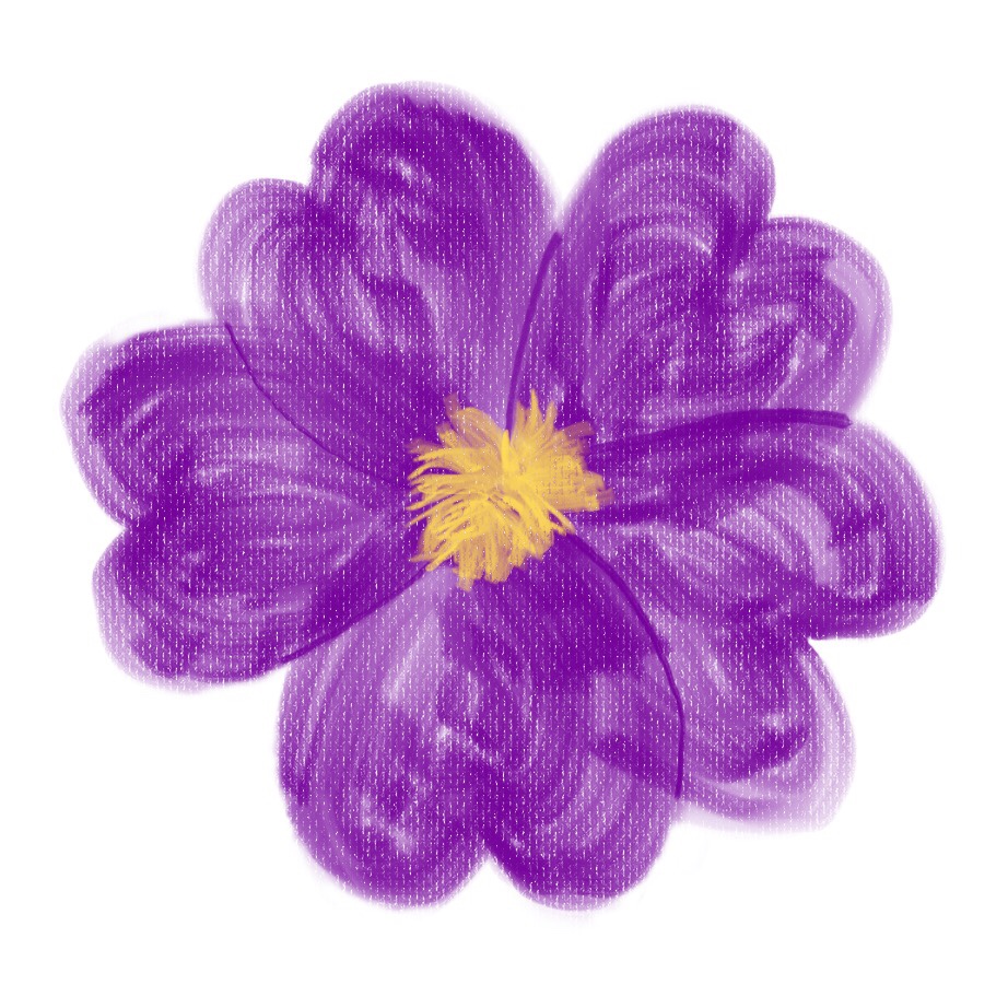 Drawing of a purple and yellow primrose