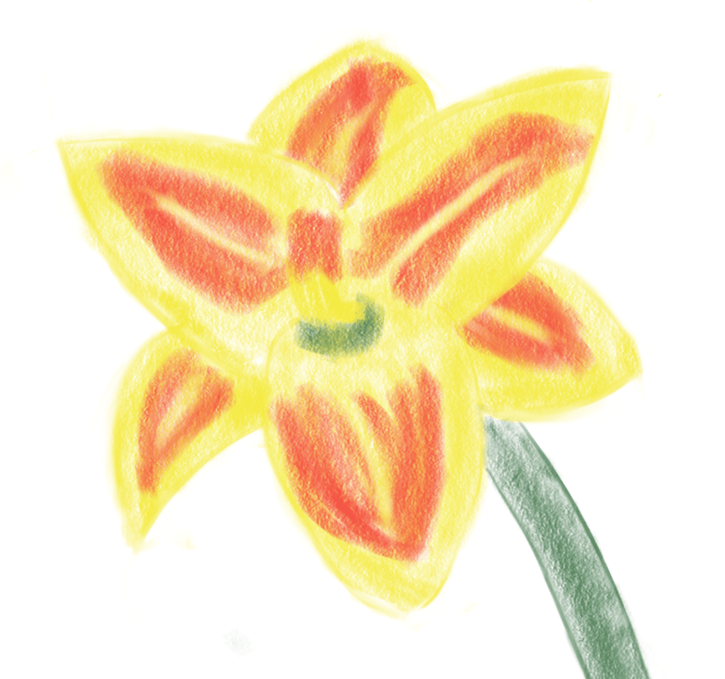 Drawing of a yellow lily with red-orange stripes
